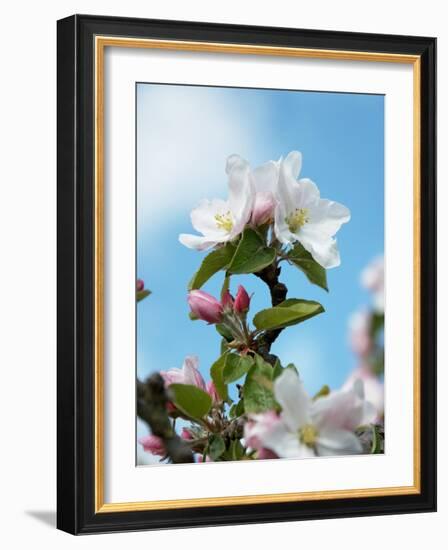 Apple Blossom on the Tree-Chris Schäfer-Framed Photographic Print