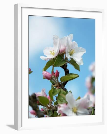 Apple Blossom on the Tree-Chris Schäfer-Framed Photographic Print