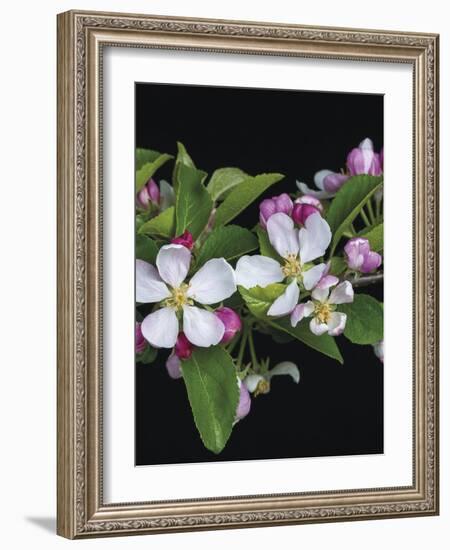 Apple Blossom Time-Assaf Frank-Framed Giclee Print
