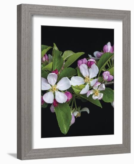 Apple Blossom Time-Assaf Frank-Framed Giclee Print