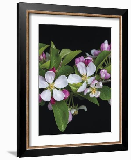 Apple Blossom Time-Assaf Frank-Framed Giclee Print