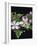 Apple Blossom Time-Assaf Frank-Framed Giclee Print