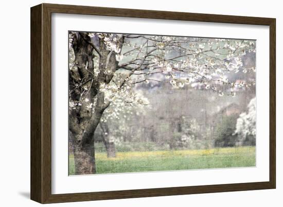 Apple Blossom-Kimberly Allen-Framed Art Print