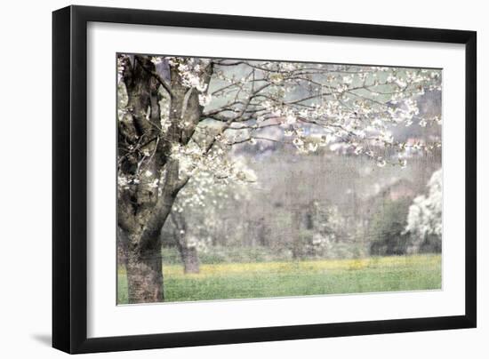 Apple Blossom-Kimberly Allen-Framed Art Print