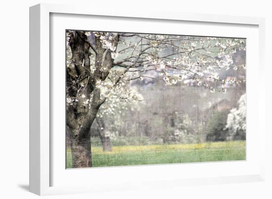 Apple Blossom-Kimberly Allen-Framed Art Print