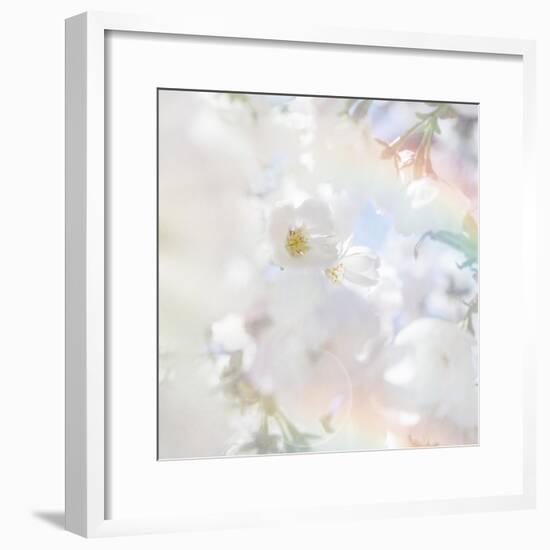 Apple Blossoms 03-LightBoxJournal-Framed Giclee Print