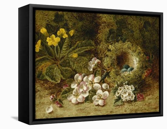 Apple Blossoms, a Primrose and Birds Nest on a Mossy Bank-Oliver Clare-Framed Premier Image Canvas