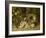 Apple Blossoms, a Primrose and Birds Nest on a Mossy Bank-Oliver Clare-Framed Giclee Print