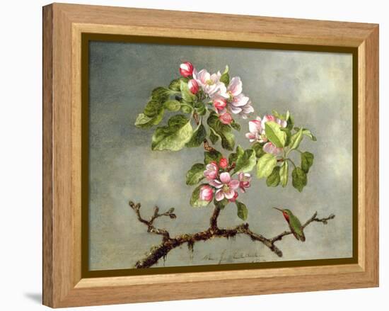 Apple Blossoms and a Hummingbird, 1875-Martin Johnson Heade-Framed Premier Image Canvas