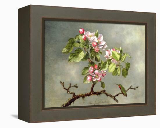 Apple Blossoms and a Hummingbird, 1875-Martin Johnson Heade-Framed Premier Image Canvas