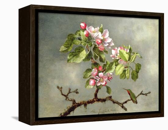 Apple Blossoms and a Hummingbird, 1875-Martin Johnson Heade-Framed Premier Image Canvas