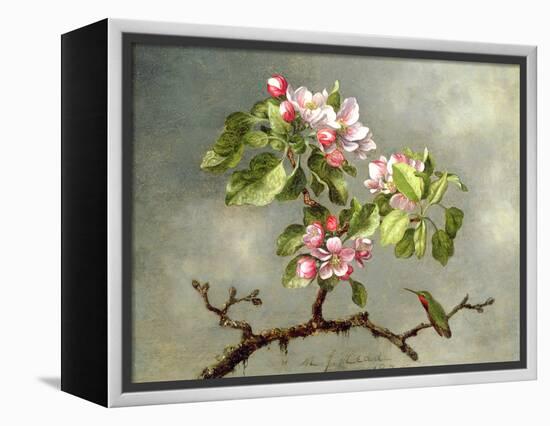 Apple Blossoms and a Hummingbird, 1875-Martin Johnson Heade-Framed Premier Image Canvas