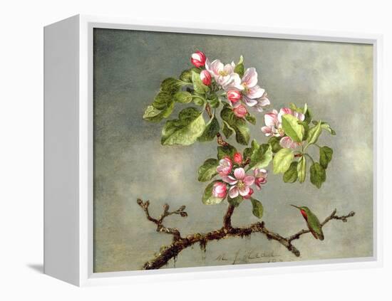 Apple Blossoms and a Hummingbird, 1875-Martin Johnson Heade-Framed Premier Image Canvas