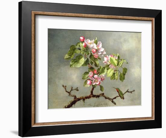 Apple Blossoms and a Hummingbird, 1875-Martin Johnson Heade-Framed Premium Giclee Print