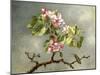 Apple Blossoms and a Hummingbird, 1875-Martin Johnson Heade-Mounted Giclee Print