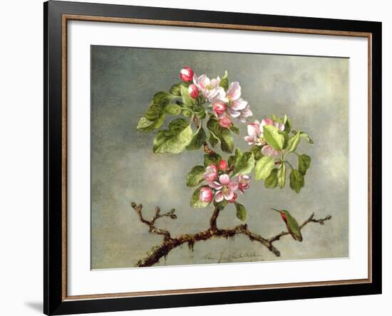 Apple Blossoms and a Hummingbird, 1875-Martin Johnson Heade-Framed Giclee Print