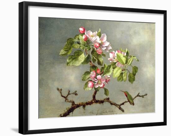 Apple Blossoms and a Hummingbird, 1875-Martin Johnson Heade-Framed Giclee Print
