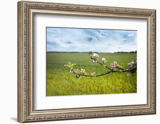 Apple Blossoms and Green Meadow-Andrea Haase-Framed Photographic Print