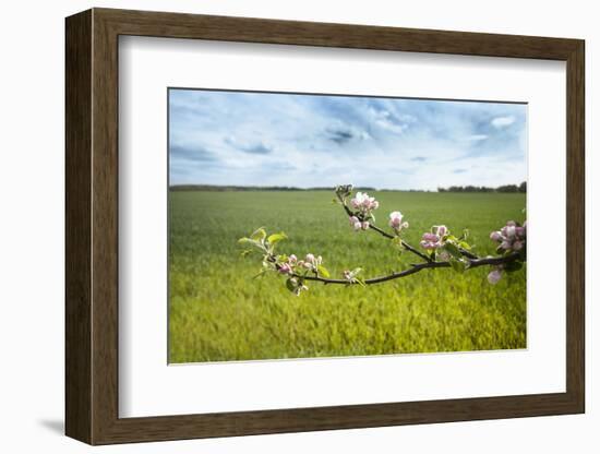 Apple Blossoms and Green Meadow-Andrea Haase-Framed Photographic Print
