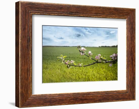 Apple Blossoms and Green Meadow-Andrea Haase-Framed Photographic Print