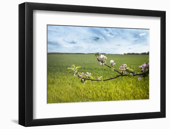 Apple Blossoms and Green Meadow-Andrea Haase-Framed Photographic Print