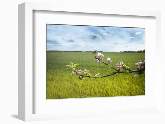 Apple Blossoms and Green Meadow-Andrea Haase-Framed Photographic Print