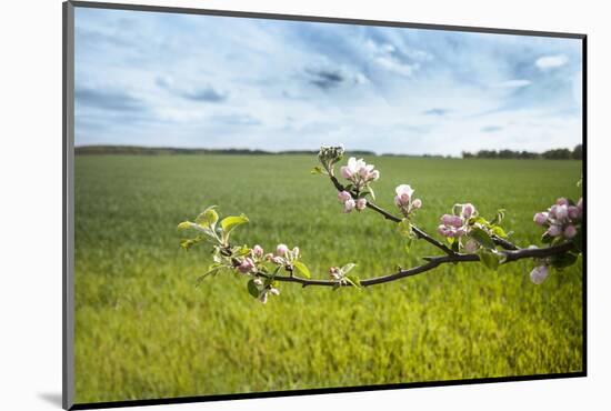 Apple Blossoms and Green Meadow-Andrea Haase-Mounted Photographic Print