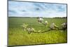 Apple Blossoms and Green Meadow-Andrea Haase-Mounted Photographic Print
