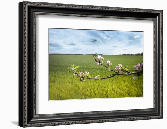 Apple Blossoms and Green Meadow-Andrea Haase-Framed Photographic Print