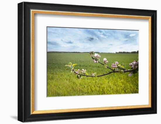 Apple Blossoms and Green Meadow-Andrea Haase-Framed Photographic Print