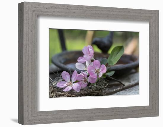 Apple Blossoms, Branch, Bird Bath-Andrea Haase-Framed Photographic Print