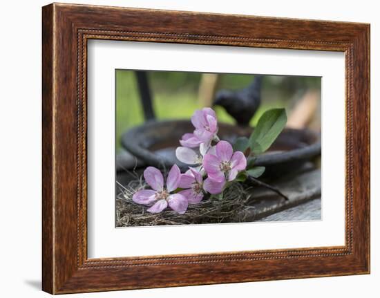 Apple Blossoms, Branch, Bird Bath-Andrea Haase-Framed Photographic Print