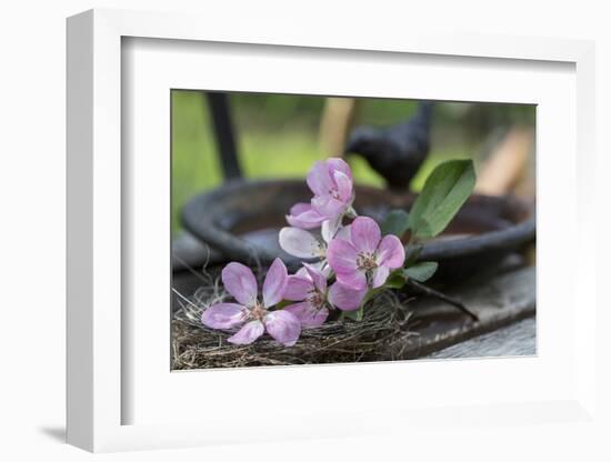 Apple Blossoms, Branch, Bird Bath-Andrea Haase-Framed Photographic Print