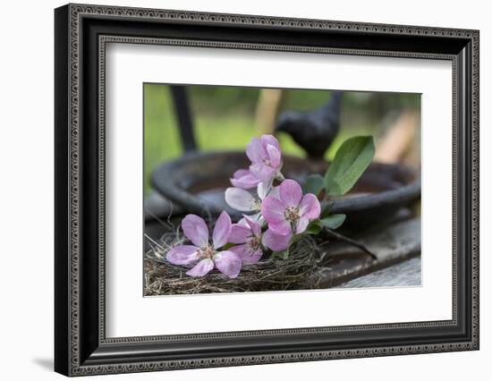 Apple Blossoms, Branch, Bird Bath-Andrea Haase-Framed Photographic Print