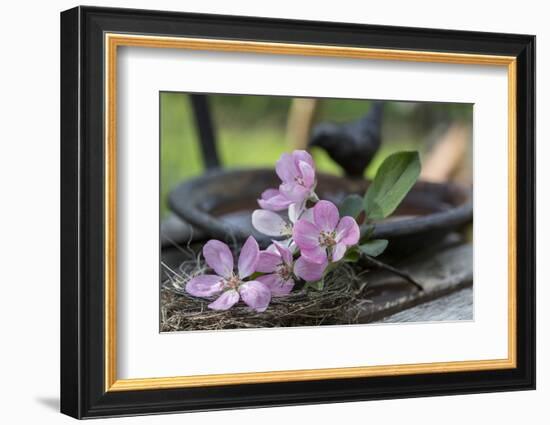Apple Blossoms, Branch, Bird Bath-Andrea Haase-Framed Photographic Print