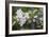 Apple Blossoms, Branch-Andrea Haase-Framed Photographic Print