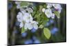 Apple Blossoms, Branch-Andrea Haase-Mounted Photographic Print