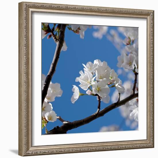 Apple Blossoms I-Monika Burkhart-Framed Photographic Print
