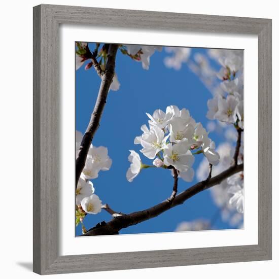 Apple Blossoms I-Monika Burkhart-Framed Photographic Print