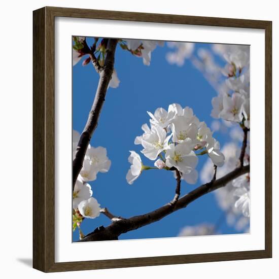 Apple Blossoms I-Monika Burkhart-Framed Photographic Print