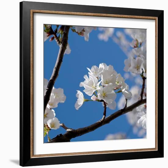 Apple Blossoms I-Monika Burkhart-Framed Photographic Print