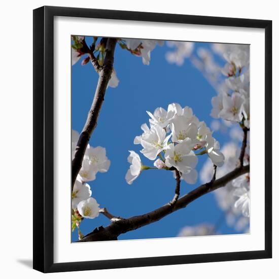 Apple Blossoms I-Monika Burkhart-Framed Photographic Print