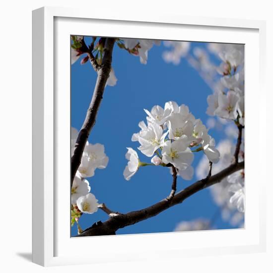 Apple Blossoms I-Monika Burkhart-Framed Photographic Print