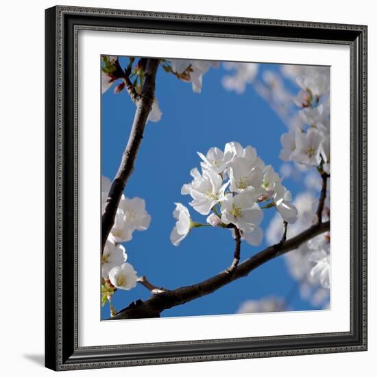 Apple Blossoms I-Monika Burkhart-Framed Photographic Print