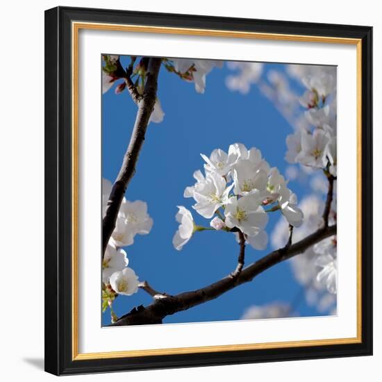 Apple Blossoms I-Monika Burkhart-Framed Photographic Print