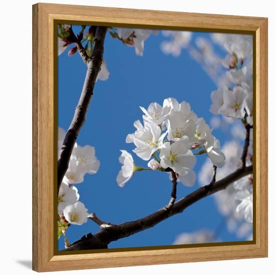 Apple Blossoms I-Monika Burkhart-Framed Premier Image Canvas