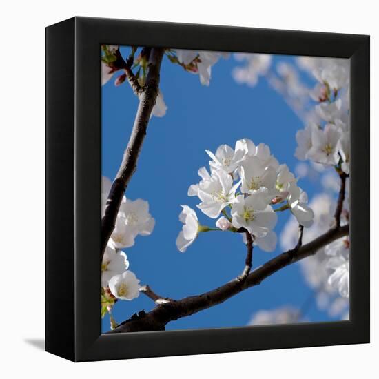 Apple Blossoms I-Monika Burkhart-Framed Premier Image Canvas