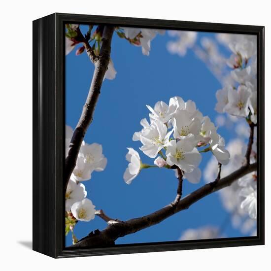 Apple Blossoms I-Monika Burkhart-Framed Premier Image Canvas