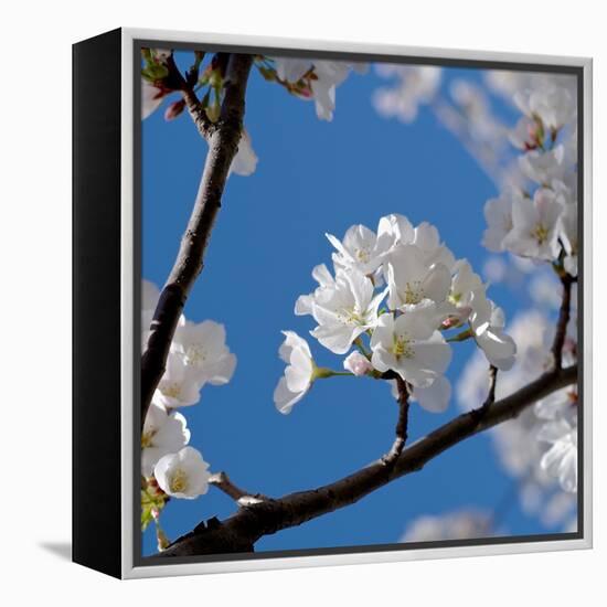 Apple Blossoms I-Monika Burkhart-Framed Premier Image Canvas