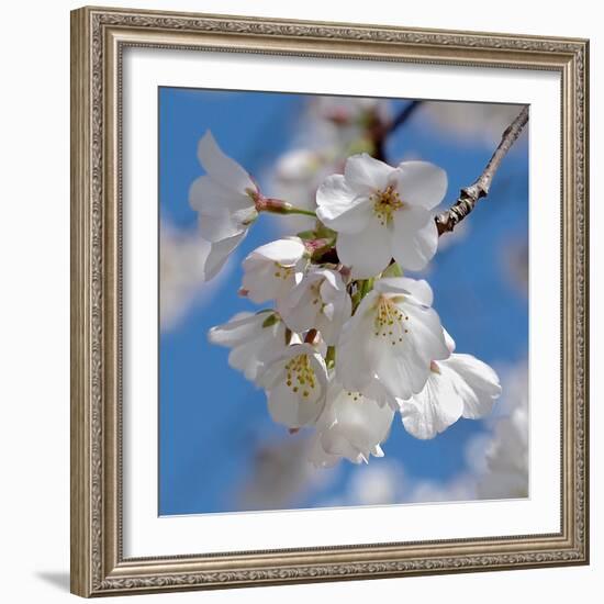 Apple Blossoms II-Monika Burkhart-Framed Photographic Print